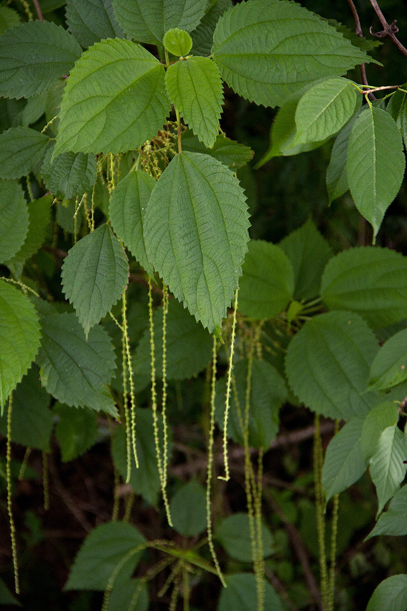 Boehmeria macrophylla